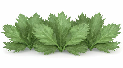 Fototapeta premium A row of lush green celery leaves isolated on a white background.