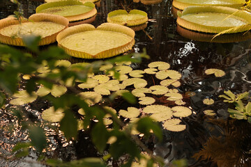 Photo of large water lilies in a botanical garden