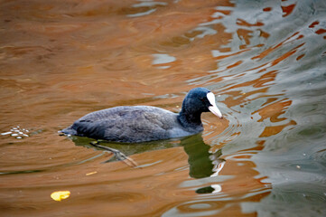 Ente schwimmt auf dem Wasser