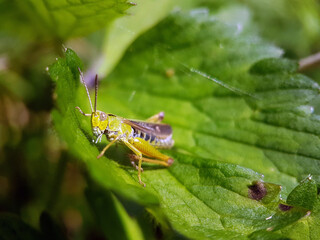 Hopper cricket on leaf