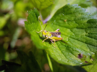 Hopper cricket on leaf