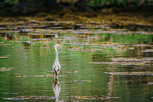 A lone herron standing in a pond in Argyll, Scotland