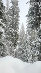 beautiful winter landscape with snow-covered trees in the forest