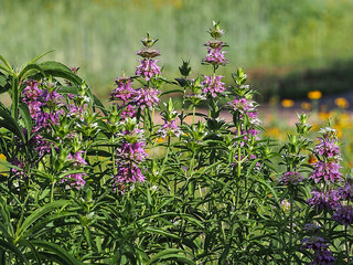 lemon beebalm, lemon mint, Eau de Cologne mint, Melissa officinalis, purple horsemint, Monarda...