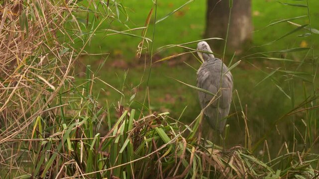 vid&eacute;o en plan fixe d'un superbe h&eacute;ron cendr&eacute; faisant sa toilette, sur un temps gris et venteux, au bord d'un lac