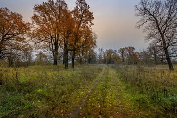 A forest with trees in autumn colors