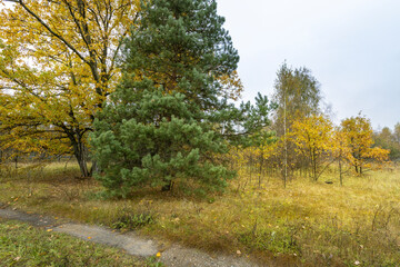 Fototapeta premium A tree with green leaves is in the middle of a field