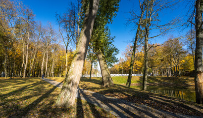 A park with trees and a pond