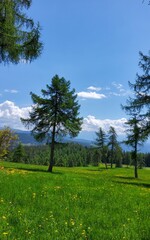 landscape with trees