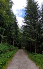 Naklejka premium Forest