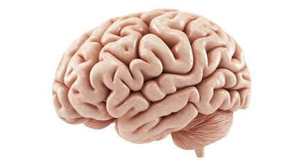Colorful 3D model of a human brain isolated on white background. PNG transparent.
