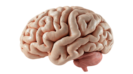Colorful 3D model of a human brain isolated on white background. PNG transparent.
