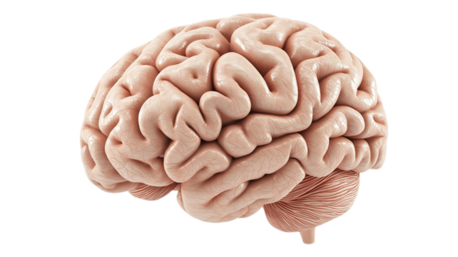 Colorful 3D model of a human brain isolated on white background. PNG transparent.

