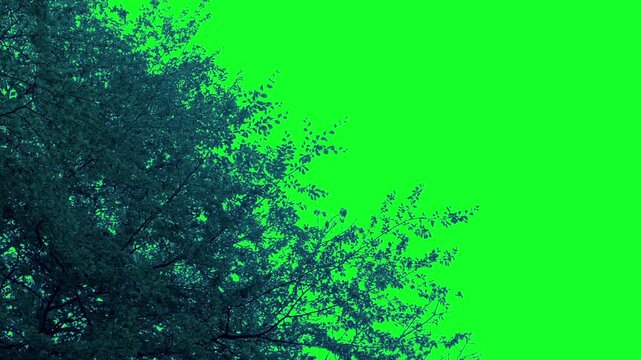 Isolated Tree Moves In Gentle Breeze Green Screen
