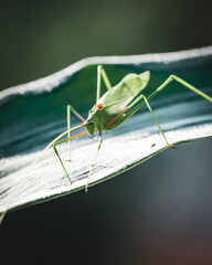 grasshopper on a leaf