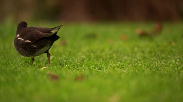plan fixe d'une poule d'eau mangeant de l'herbe au sol, de fa&ccedil;on tr&egrave;s rapide