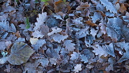 frosty autumn leaves