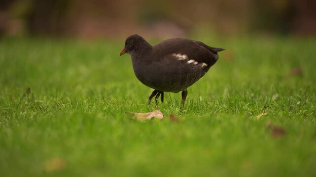 vid&eacute;o en plan fixe d'une poule d'eau passant devant l'objectif vid&eacute;o, dans un parc verdoyant