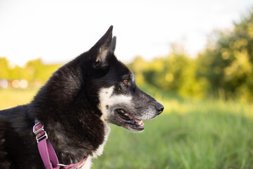 Portrait of a dog against the background of green bushes in summer