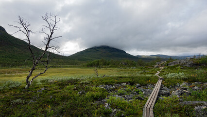 Arctic wilderness with a plank path of Kungsleden through green bogs ,swamps and hills. Dead tree oversees the harsh and sad swedish nature in Lapland during grey cloudy day in Autumn. Sweden.