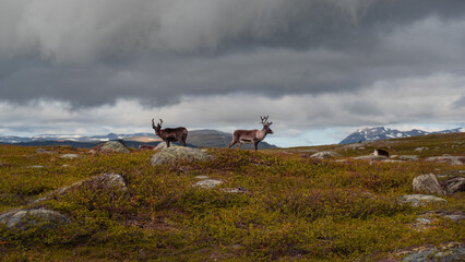 Herd of Reindeers with antlers on horizon in tundra of swedish lapland wilderness with heavy dark grey clouds and snow peaks evokes moody, harsh nordic nature and scandinavia landscape during autumn