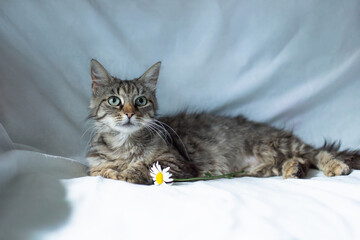 Fluffy striped cat with chamomile on a blue background.