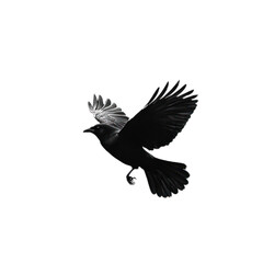 Obraz premium Black Bird in Flight Against Clear Background