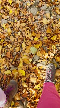 Golden leaves underfoot in the forest, late autumn in Carpathians mountains, Slavske, Ukraine
