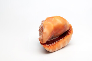 Large sea shell on white background