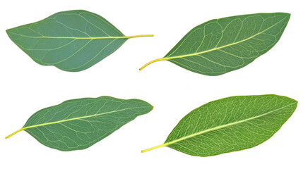 Obraz premium Collection of Eucalyptus Leaves Isolated on a Transparent Background Generative AI