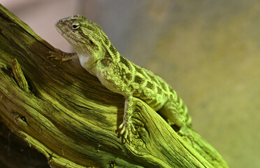  steppe agama