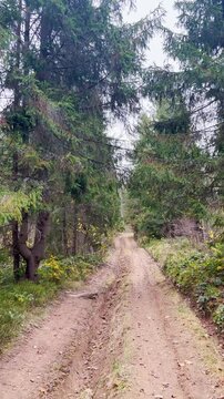 Late autumn in Carpathians mountains, Slavske, Ukraine
