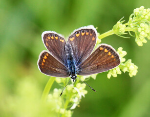 A butterfly from the family lycaenidae