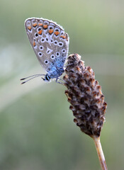 A butterfly from the family lycaenidae