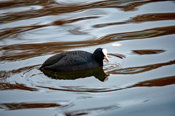 Eine schwarze Ente schwimmt auf dem Wasser