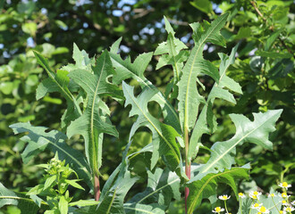 It grows in nature Lactuca serriola