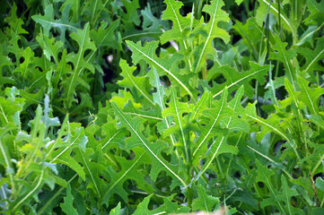 It grows in nature Lactuca serriola