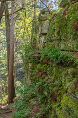 Moss and fern covered rock wall along hiking trail in woods 
