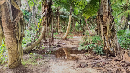 Dense tropical forest with palm trees and reflections in Seychelles
