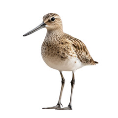 Obraz premium Elegant Shorebird Standing on White Background