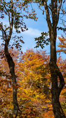 秋真っ盛りの森の中、自然の額縁から空を臨む