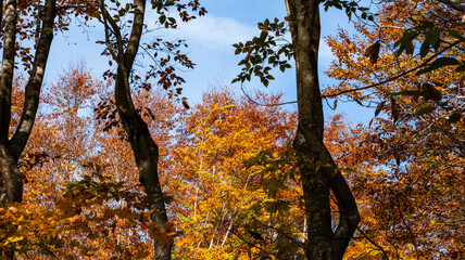 秋真っ盛りの森の中、自然の額縁から空を臨む