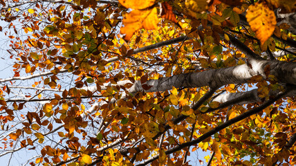 秋の森の中で見上げた紅葉