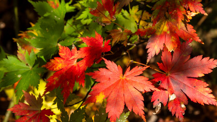 紅葉したもみじ