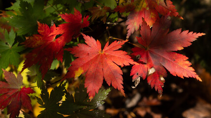 紅葉したもみじ