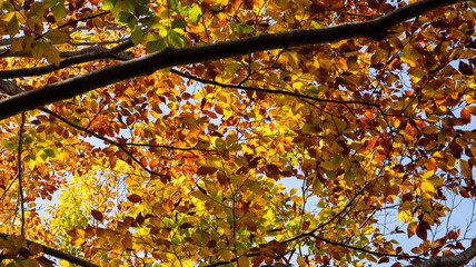 秋の森の中で見上げた紅葉