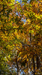 秋の森の中で見上げた紅葉