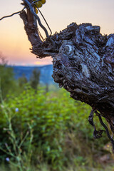 A closeup of a gnarled weathered grapevine trunk at dusk, with a stunning sunset in the background. The twisted texture of an old grapevine trunk set against a colorful sunset,
