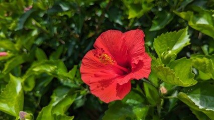 奄美大島の赤いハイビスカス