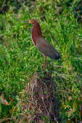 Rufescent tiger heron (Socó-boi)
Bird
